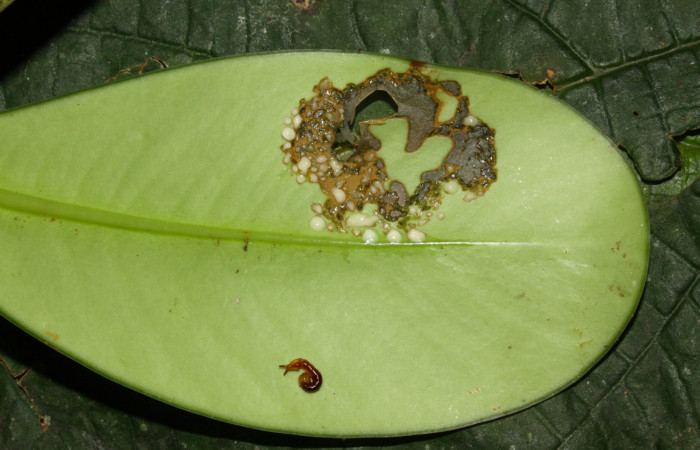 Fig.5. Comido del primer estadío de una larvita de <i>Nystalea montana</i></i>. Voucher: 13-SRNP-31574-DHJ701855.jpg. 9mm de longitud.