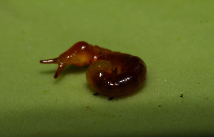 Fig.6. Larva de  <i>Nystalea montana</i></i> en primer estadío. Voucher: 13-SRNP-31574-DHJ701858.jpg. 9mm de longitud. 