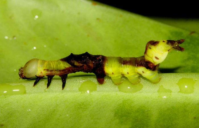 Fig.7. Larva de <i>Nystalea montana</i></i> en tercer estadío. Voucher: 13-SRNP-31574-DHJ701917.jpg. 27mm de longitud. 