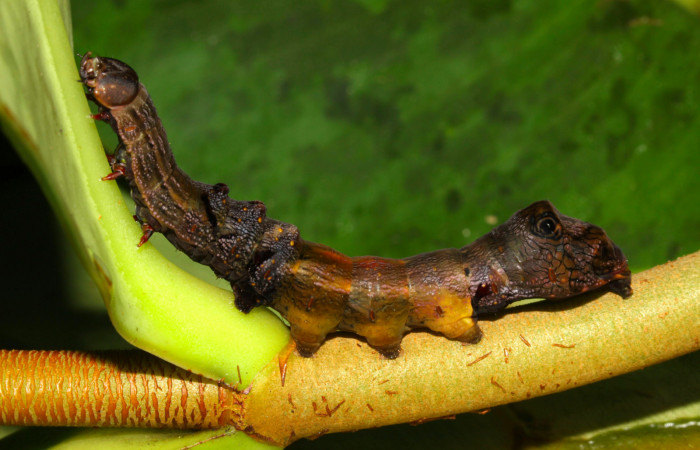 Fig.8. Larva de <i>Nystalea montana</i></i> en último estadío. Voucher: 13-SRNP-31574-DHJ701990.jpg. 64mm de longitud. 