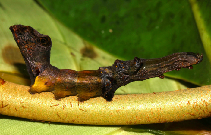 Fig.9. Larva de <i>Nystalea montana</i></i> en último estadío. Voucher: 13-SRNP-31574-DHJ701993.jpg. 64mm de longitud. 