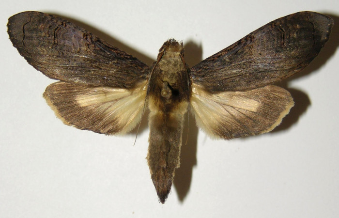 Fig 1. Hembra de <i>Nystalea superciliosa</i></i>, Notodontidae.Vista dorsal. Voucher: 04-SRNP-14677-DHJ303164.jpg 57mm de longitud.