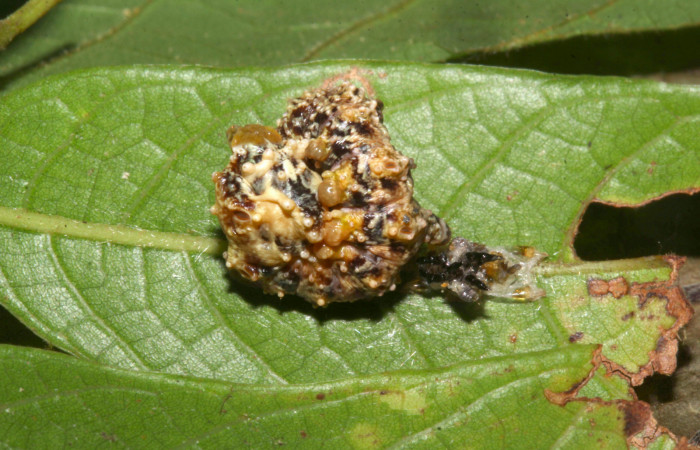 Fig.10. Larva de <i>Nystalea superciliosa</i></i>. Voucher: 18-SRNP-30295-DHJ743507.jpg.