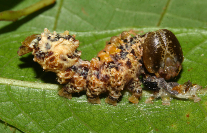 Fig.11. Larva de <i>Nystalea superciliosa</i></i>. Voucher: 18-SRNP-30295-DHJ743510.jpg. 22mm de longitud.