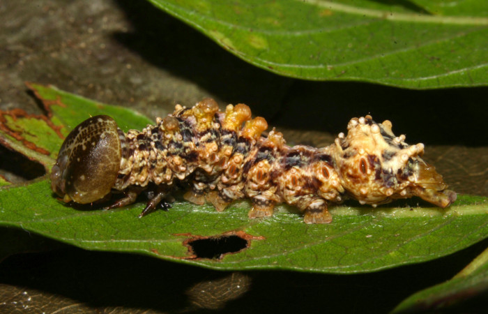 Fig.12. Larva de <i>Nystalea superciliosa</i></i>. Voucher: 18-SRNP-30295-DHJ743513.jpg. 22mm de longitud.