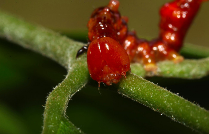 Fig.13. Mostrando cabeza de frente, de <i>Nystalea superciliosa</i></i> en tercer estadio Voucher: 17-SRNP-30688-DHJ736244.jpg.