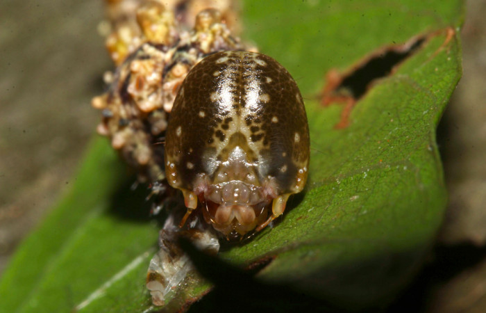 Fig.14. Mostrando cabeza de frente, de <i>Nystalea superciliosa</i></i> en penúltimo estadio Voucher: 18-SRNP-30295-DHJ743516.jpg.