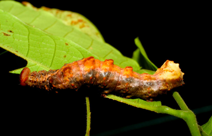 Fig.15. Larva de <i>Nystalea superciliosa</i></i> en último estadío. Voucher: 06-SRNP-31717-DHJ412838.jpg. 47mm de longitud.