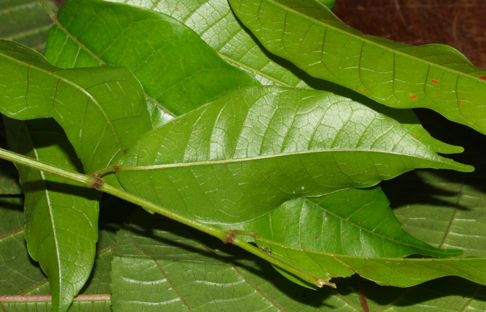 Fig.16. Mostrando capullo de <i>Nystalea superciliosa</i></i>. Voucher: 18-SRNP-30295-DHJ743517.jpg.