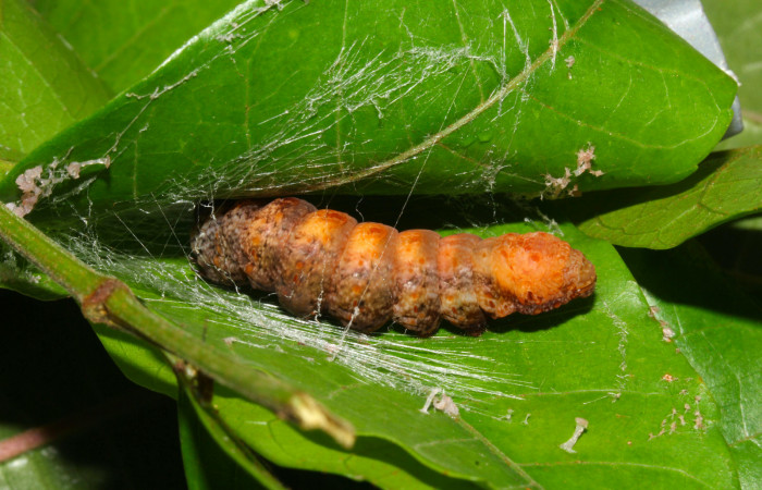 Fig.17. Prepupa de <i>Nystalea superciliosa</i></i>. Voucher: 17.18-SRNP-30295-DHJ743519.jpg. 32mm de longotud.