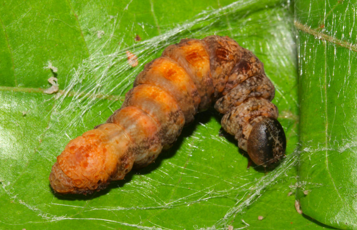 Fig.18. Prepupa de <i>Nystalea superciliosa</i></i>. Voucher: 18-SRNP-30295-DHJ743522.jpg. 32mm de longotud.