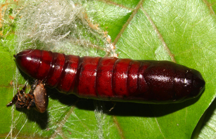 Fig.19. Pupa de <i>Nystalea superciliosa</i></i>. Voucher: 18-SRNP-30295-DHJ743672.jpg. 32mm de longotud.