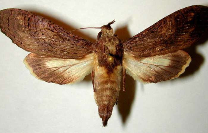 Fig 2. Macho de <i>Nystalea superciliosa</i></i>, Notodontidae. Vista dorsal. Voucher: 93-SRNP-7055-DHJ3238.jpg 54mm de longitud.