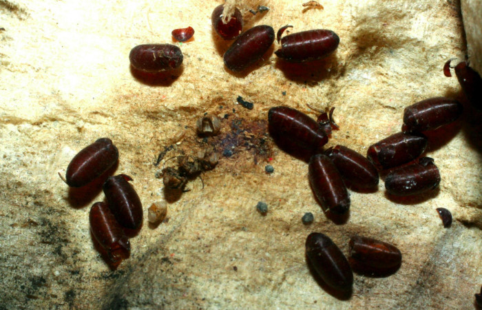 Fig.20. Puparios de la familia (Tachinidae) de <i>Nystalea superciliosa</i></i>. Voucher: 06-SRNP-22281-DHJ452571.jpg.