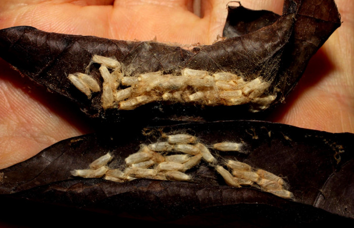 Fig.21. Cupullos de parásitos de la familia (Braconidae) de <i>Nystalea superciliosa</i></i>. Voucher: 10-SRNP-20523-DHJ496267.jpg.