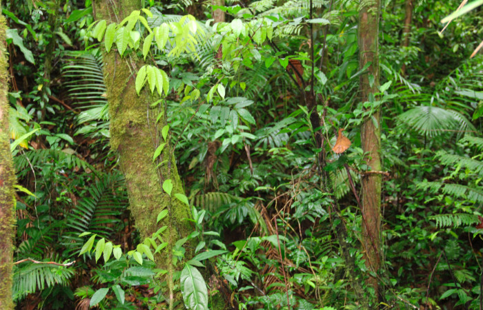 Fig.22. Planta de <i>Protium costaricense</i></i> planta hospedera de <i>Nystalea superciliosa</i></i>.