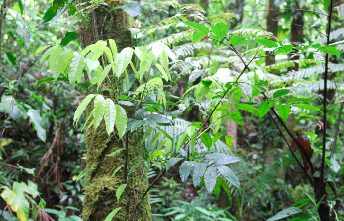 Fig.23. Planta de <i>Protium costaricense</i></i> planta hospedera de <i>Nystalea superciliosa</i></i>.