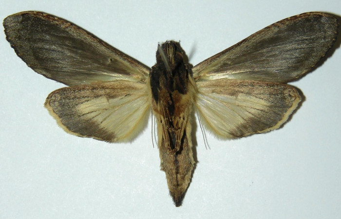 Fig 3. Hembra de <i>Nystalea superciliosa</i></i>, Notodontidae. Vista ventral. Voucher: 04-SRNP-14677-DHJ303165.jpg 57mm de longitud.
