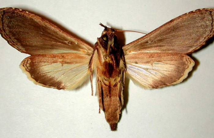 Fig 4. Macho de <i>Nystalea superciliosa</i></i>, Notodontidae. Vista ventral. Voucher: 93-SRNP-7055-DHJ32381.jpg 54mm de longitud.