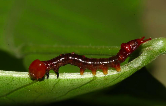 Fig.5. Larva de <i>Nystalea superciliosa</i></i> en segundo estadío.  Voucher: 17- SRNP-30687-DHJ736238.jpg. 15mm de longitud.