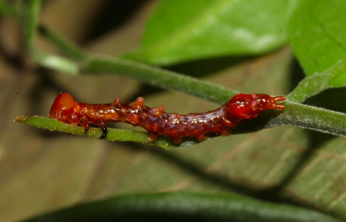 Fig.6. Larva de <i>Nystalea superciliosa</i></i> en tercer  estadío. Voucher: 17-SRNP-30688-DHJ736242.jpg. 18mm de longitud. 