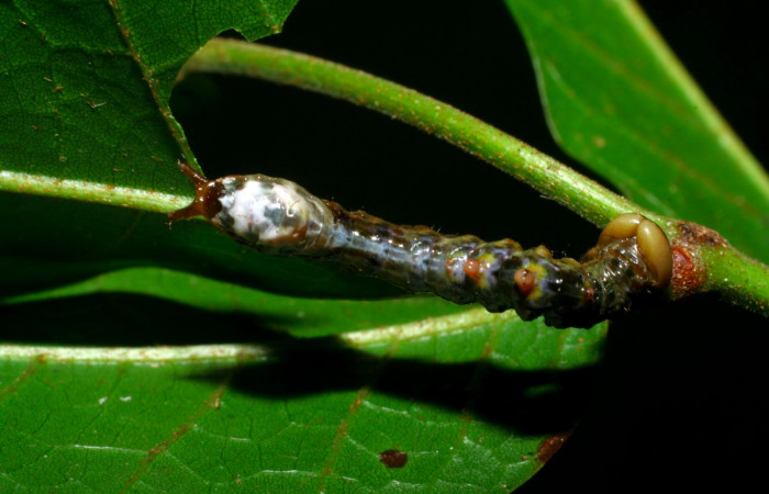 Fig.7. Larva de <i>Nystalea superciliosa</i></i> en tercer  estadío. Voucher: 08-SRNP-30290-DHJ435810.jpg. 20mm de longitud.