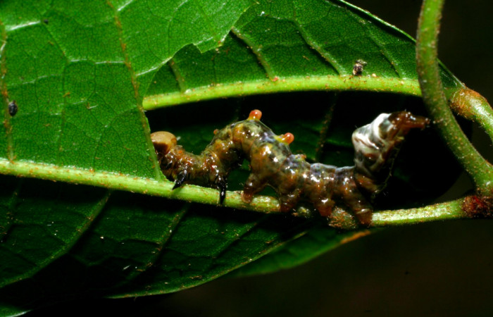 Fig.8. Larva de <i>Nystalea superciliosa</i></i> en tercer  estadío. Voucher: 08-SRNP-30290-DHJ435808.jpg. 20mm de longitud.