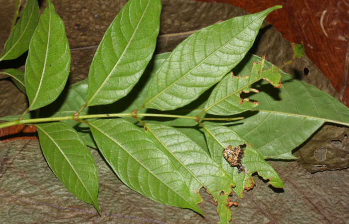 Fig.9.Mostrando camuflaje de <i>Nystalea superciliosa</i></i>. Voucher: 18-SRNP-30295-DHJ743505.jpg.