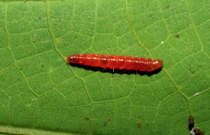 Figura 9. Prepupa de <i>Episimus ortygia</i></i>, Tortricidae, vista dorsal,  (05-SRNP-34884-DHJ420530).