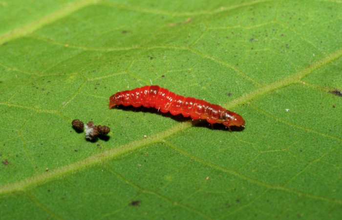 Figura 10. Prepupa de <i>Episimus ortygia</i></i>, Tortricidae, vista lateral,  (05-SRNP-34884-DHJ420531).