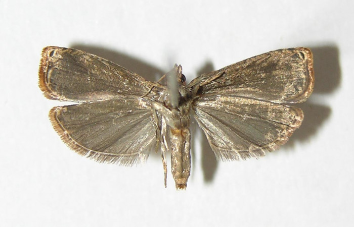 Figura 2. Adulto de <i>Episimus ortygia</i></i> (macho), vista ventral. (05-SRNP-41123-DHJ341553).