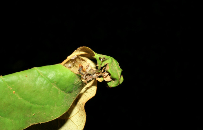 Figura 6. Larva <i>Episimus ortygia</i></i>, Tortricidae, detalle de la casita. (05-SRNP-70596-DHJ420783).