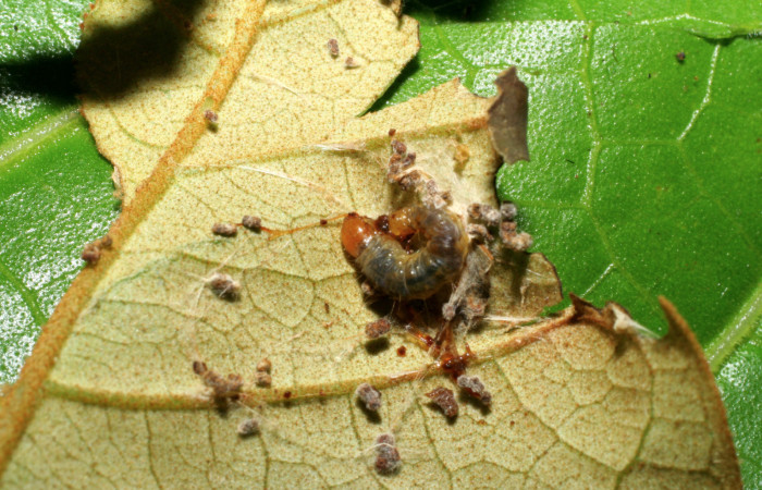 Figura 7. Larva <i>Episimus ortygia</i></i>, Tortricidae, vista dorsal. (05-SRNP-70596-DHJ420784).