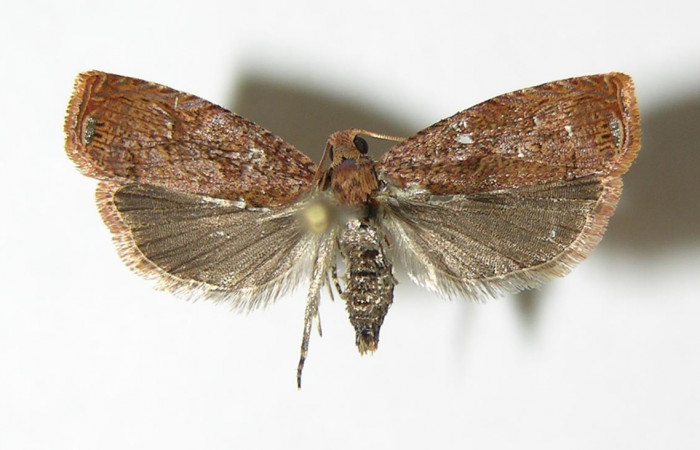 Figura 1. Adulto de <i>Episimus ortygia</i></i> (macho), vista dorsal. (05-SRNP-70598-DHJ338512).