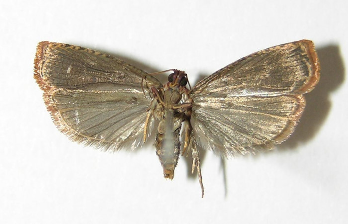 Figura 4. Adulto de <i>Episimus ortygia</i></i> (hembra), vista ventral. (05-SRNP-70598-DHJ338513).