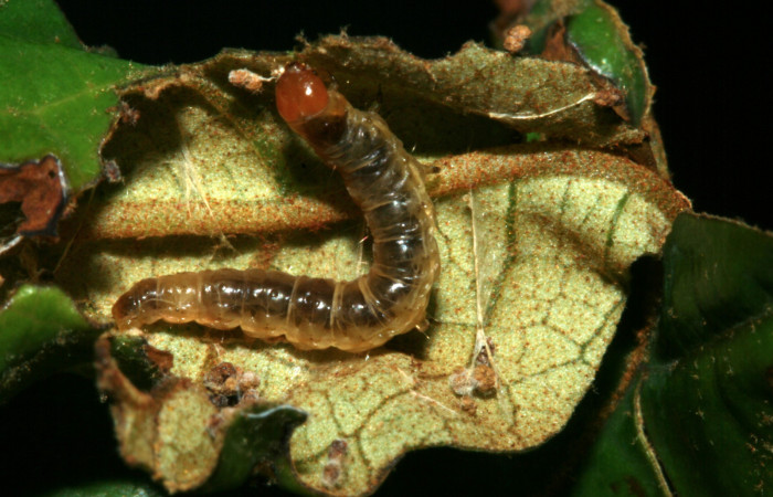 Figura 8. Larva <i>Episimus ortygia</i></i>, Tortricidae, vista dorsal. (09-SRNP-1855-DHJ453895).