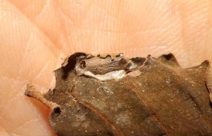 Figura 11. Detalle capullo de la familia Ichneumonidae <i>Xiphosomella</i></i> Janzen04, parásito que ataca a la larva de <i>Episimus ortygia</i></i>. Voucher: (09-SRNP-40429-DHJ475050).