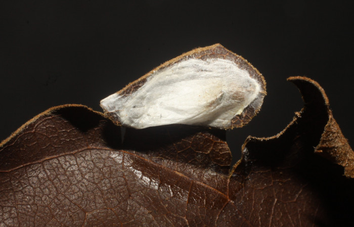 Figura 14. Capullos de Braconidae, <i>Lytopylus</i></i> rebeccashapleyae parásito que ataca a la larva <i>Episimus ortygia</i></i>. (10-SRNP-1966-DHJ480238).