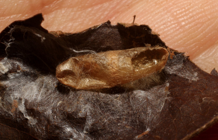 Figura 12. Detalle capullo de la familia Ichneumonidae,
<i>Phytodietus</i></i> lindusDHJ01, parásito que ataca a la larva
de <i>Episimus ortygia</i></i> Voucher: (10-SRNP-4223--DHJ496152).