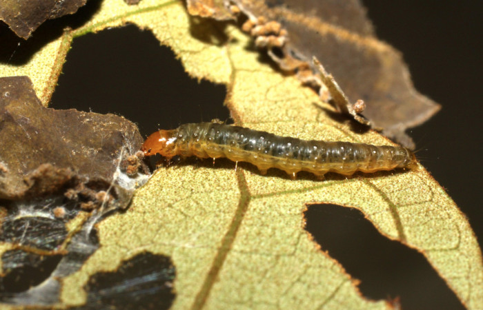 Figura 5. Larva <i>Episimus ortygia</i></i>, Tortricidae, vista lateral. (10-SRNP-4288-DHJ474380).