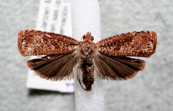 Figura 3. Adulto de <i>Episimus ortygia</i></i> (hembra), vista dorsal. (14-SRNP-80833-DHJ920037).