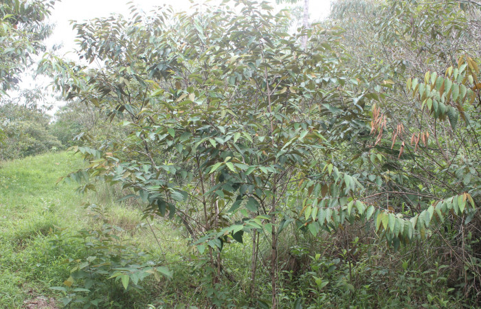 Figura 15. plantas hospedera de <i>Episimus ortygia</i></i> de la familia, Tortricidae <i>Vismia baccifera</i></i>. Foto, Keiner Aragon Calero, 12/07/2020.