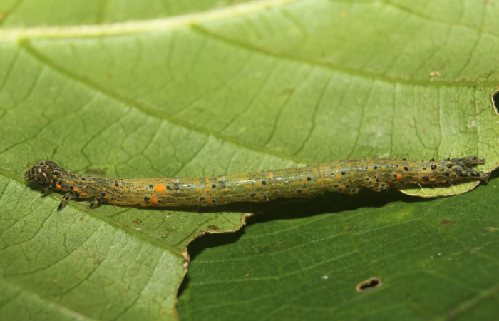  Larva en posición lateral de <i>Metria celia</i></i> (Erebidae), PU estadio. Sector Pitilla, Estación Quica. Voucher 19-SRNP-70817-DHJ751205.jpg.
