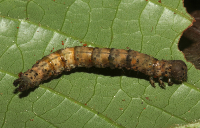  Prepupa en posición dorsal de <i>Metria celia</i></i> (Erebidae). Sector Pitilla, Sendero Mismo . Voucher 18-SRNP-31023-DHJ744667.jpg.