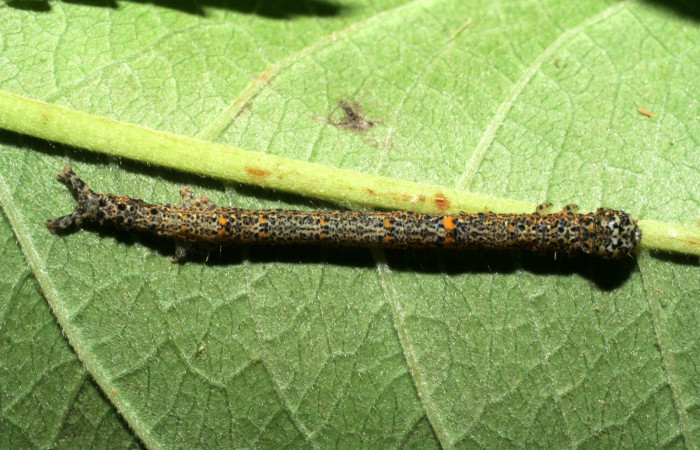 Larva en posición dorsal de <i>Metria mollis</i></i> (Erebidae), U estadio. Sector Pitilla, Pasmompa . Voucher 06-SRNP-31388-DHJ412547.jpg.