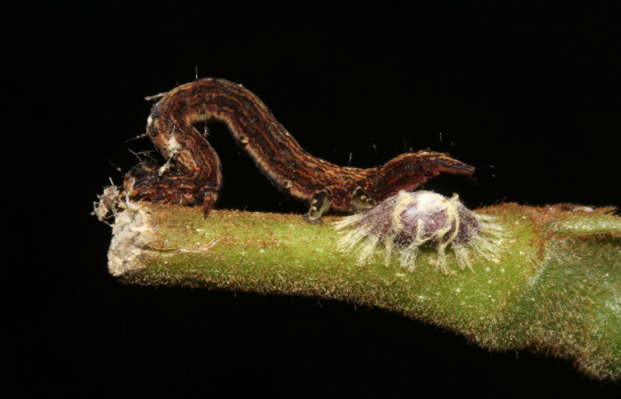  Capullo de parásito, junto cadáver de larva <i>Metria celia</i></i> (Erebidae). Sector Pitilla, Sendero Mismo . Voucher 19-SRNP-31072-DHJ765745.jpg.