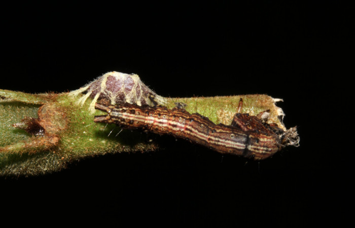  Capullo de parásito, junto cadáver de larva de <i>Metria celia</i></i> (Erebidae). Sector Pitilla, Sendero Mismo . Voucher 19-SRNP-31072-DHJ765746.jpg.