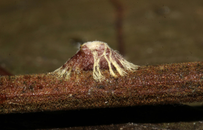  Capullo de parásito en la larva <i>Metria celia</i></i> (Erebidae). Sector Pitilla, Sendero Mismo . Voucher 19-SRNP-31122-DHJ765756.jpg.