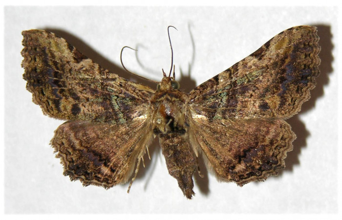  Adulto en posición dorsal de <i>Metria celia</i></i> (Erebidae). Sector Santa Rosa, Vado Río Cuajiniquil. Voucher 92-SRNP-2119-DHJ320740.