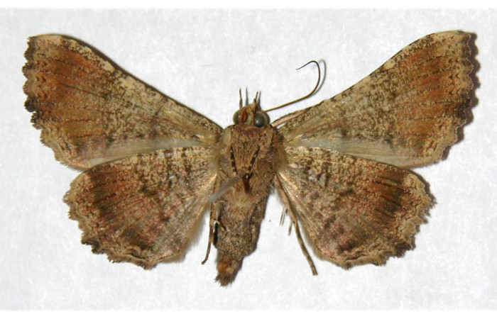  Adulto en posición ventral de <i>Metria celia</i></i> (Erebidae). Sector Santa Rosa, Vado RíoCuajiniquil. Voucher 92-SRNP-2119-DHJ320741.